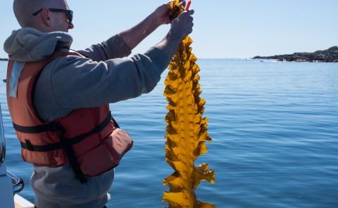 UNE's Adam St. Gelais is featured in an article about Maine's growing seaweed industry